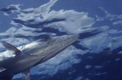 When at the deco stop this big Barracuda rushed to me thr... by Jean-claude Zaveroni 
